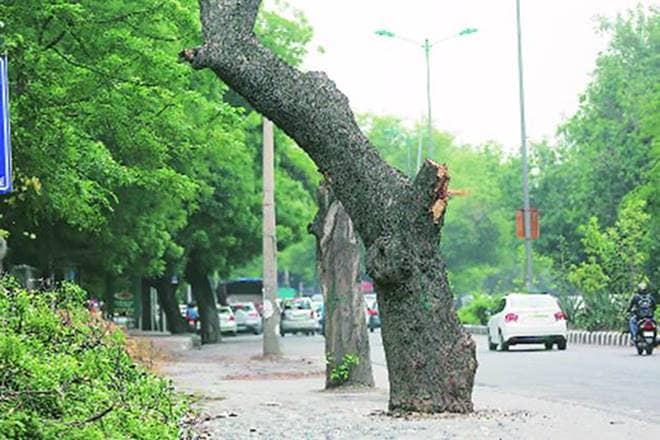 Meanwhile, to save the trees, several residents, activists and social organisation rallied at Sarojini Nagar on Sunday, and hugged the trees, replicating the famous Chipko movement. (Express Photo)