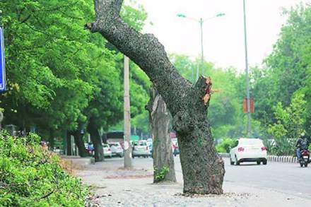 Meanwhile, to save the trees, several residents, activists and social organisation rallied at Sarojini Nagar on Sunday, and hugged the trees, replicating the famous Chipko movement. (Express Photo)