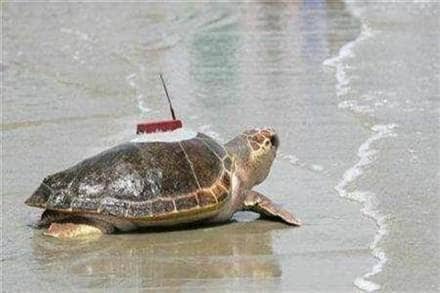 China, fossil, old turtle, 150 million years, Jurassic Period, Farmer, Qijiang, palaeontologists