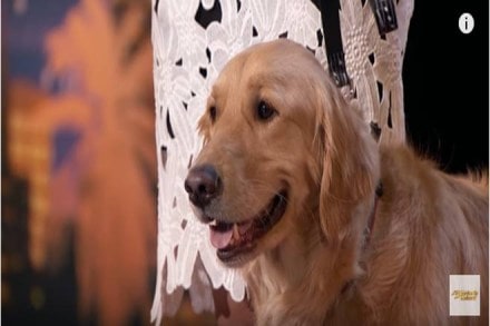 Singing dog melts hearts on America's Got Talent show (Image: Youtube)