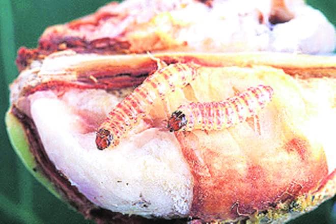 Pink bollworms attack Maha cotton crop again 