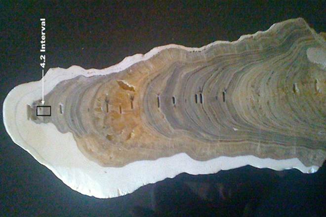 A portion of an Indian stalagmite that defines the beginning of the Meghalayan Age. (Photo: IUGS)