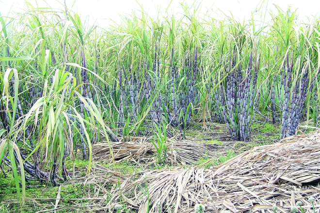cane, sugarcane