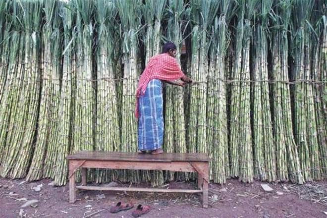 SUGARCANE, SUGARCANE INDUSTRY