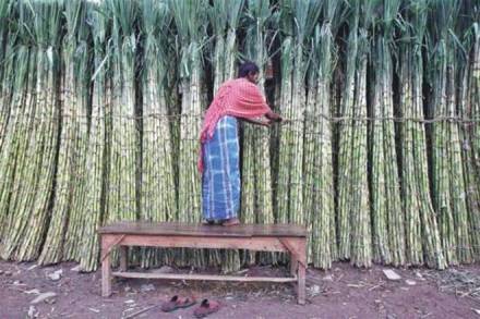 SUGARCANE, SUGARCANE INDUSTRY