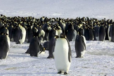 king penguins, world biggest colony of king penguins, Indian Ocean, CNRS, penguins of Marion Island, Ile Amsterdam