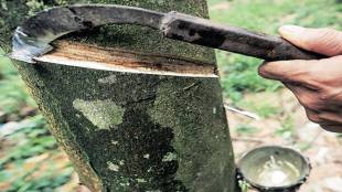 NR production, NR imports, Rubber Board of India,  Rubber Board, ATMA,  NR on a tariff rate quota