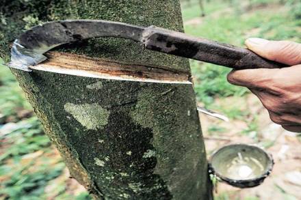 NR production, NR imports, Rubber Board of India,  Rubber Board, ATMA,  NR on a tariff rate quota