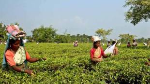 Indian Tea Association, domestic market,  tea planters, exportable teas, Tea Board