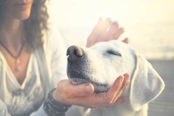 Bengaluru residents, Bengaluru pet lovers, bengaluru municipal authority, mandatory registration of dogs, BBMP, Delhi Municipal Corporation Act