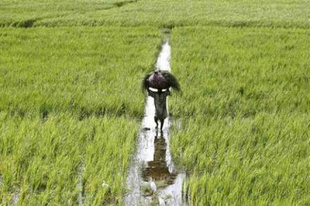Crop insurance scheme, NITI Aayog, Ramesh Chand, NDA government, PMFBY, US Federal crop insurance scheme 