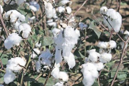 India is the largest producer of cotton in the world.