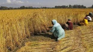 agriculture sector, crop