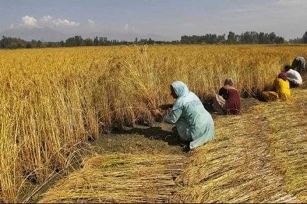 agriculture sector, crop