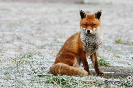 A team of four people will constantly monitor the collared animal through a satellite link, he said.