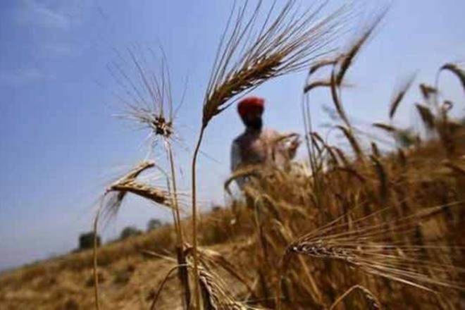 Pradhan Mantri Fasal Bima Yojana: The government’s recent changes to the scheme may help the farmers with crop loss to receive their insurance claims on time.
