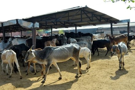 cow shelters, cow shelters in jail, district jails, Yogi Adityanath, Uttar Pradesh, BJP, Samajwadi Party