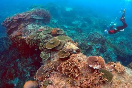 Australia, Great Barrier Reef, Great Barrier Reef bleaching, coral reef, world's largest coral reef, greenhouse gas pollution, world news