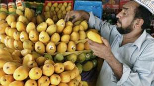 mango, mango output, mango production, mango sales, mango price, mango price in india, alphonso, aplhonso mango, alphonso price