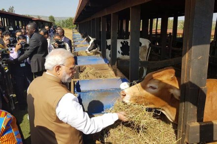 modi cow rwanda