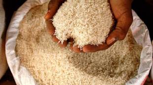rice in india, rice growing states, rice exports, commodities, kharif crop
