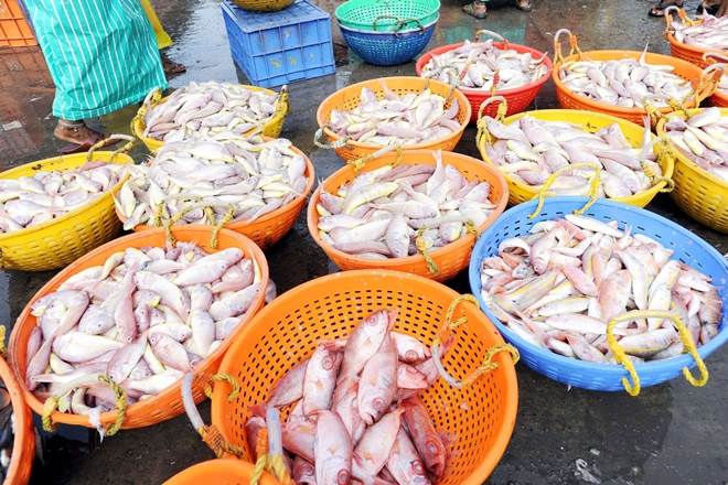 india, seafood, export, dinancial year, shipments, frozen fish, marine products, japan, european union, international market, cargo