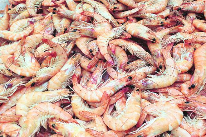 shrimp, fish export