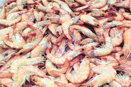 shrimp, fish export