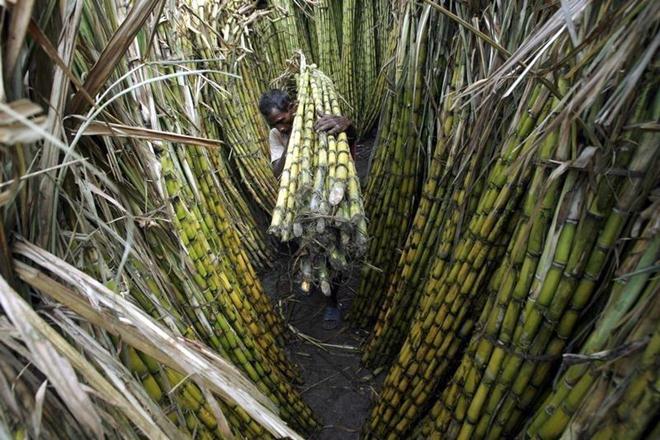 After sugar bailout package, Cabinet looks to increase minimum price of sugarcane by this much