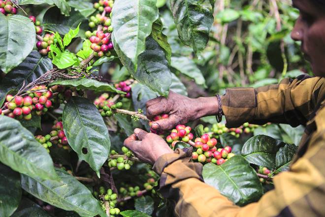 Sources estimate coffee output would be lower by 8-10%, natural rubber by 40% and cardamom by 35-40%