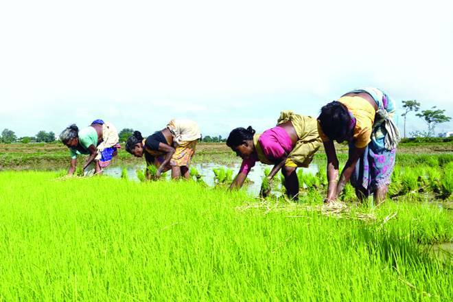 Effect of crop MSP hike on inflation will play out gradually