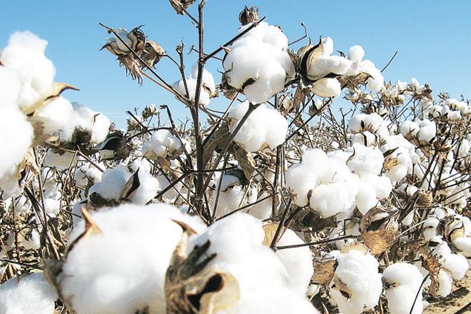 The trend is almost uniform in all key states where the two crops compete, including Maharashtra, Gujarat and Madhya Pradesh, and could hit India's exports of cotton in 2018-19.
The trend is almost uniform in all key states where the two crops compete, including Maharashtra, Gujarat and Madhya Pradesh, and could hit India's exports of cotton in 2018-19.