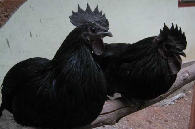 Kadaknath. (PTI)
