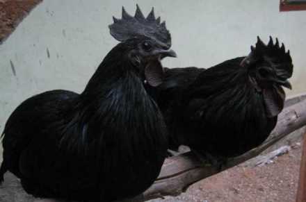 Kadaknath. (PTI)