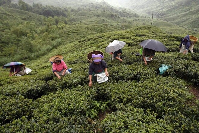 India is the second largest producer of tea in the world and makes up 26% of the global tea production. (Reuters)