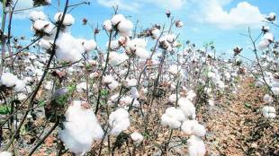 Cotton Association of India, Cotton Body, MNC, Upper Rajasthan, cotton consumption