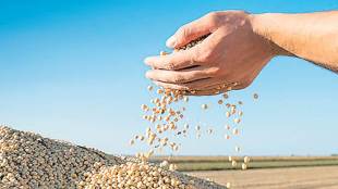 export of oilmeals,  SEA, export of rapeseed meal,  soybean meal, Vietnam, Thailands