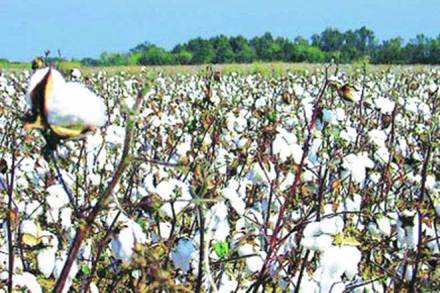 According to a survey by director of Cotton Association of India Manish Daga, that the third and fourth pickings by farmers could go into a complete loss. 