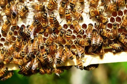 Apiculture is still so informal and unorganised that we don’t have credible numbers on the number of bee colonies and bee-keepers, or the honey produced. (IE)