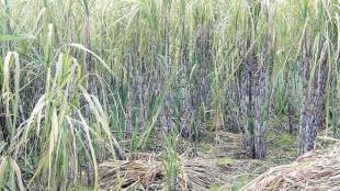 Maharashtra, Maharashtra cane crushing season, sugar factories, raw sugar, sick sugar factory