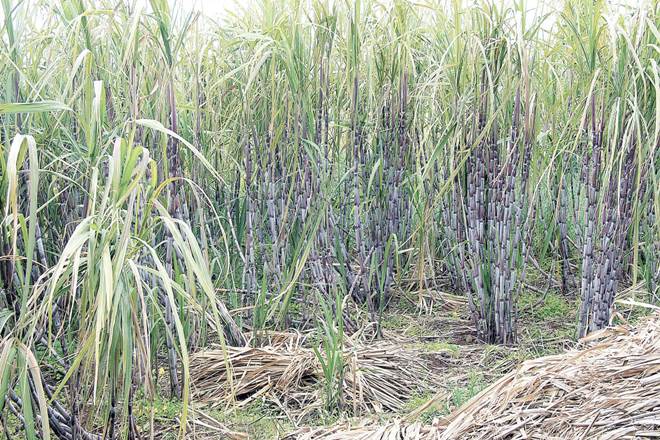 Maharashtra, Maharashtra cane crushing season, sugar factories, raw sugar, sick sugar factory
