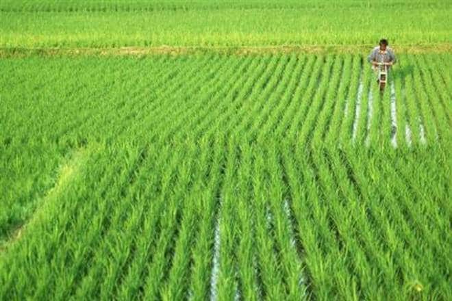 Bajra, groundnut and cotton crops are among the crops that “are most under stress” compared with last year, and vegetable production in the growing regions may have a “negative impact” due to rainfall shortage, they added.
