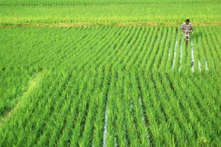 Bajra, groundnut and cotton crops are among the crops that “are most under stress” compared with last year, and vegetable production in the growing regions may have a “negative impact” due to rainfall shortage, they added.