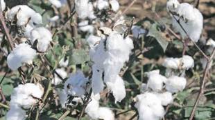 National Seed Association of India, Radha Mohan Singh, M Prabhakar Rao, Pink Bollworm, Maharashtra