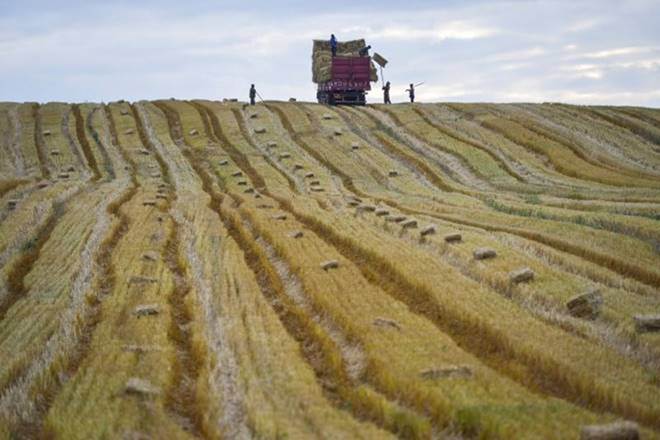 . In the run-up to the 2008 world food price crisis, many development practitioners, government officials, and economists doubted whether agriculture could still play this role, especially in Africa. (Representative image: Reuters) . In the run-up to the 2008 world food price crisis, many development practitioners, government officials, and economists doubted whether agriculture could still play this role, especially in Africa. (Representative image: Reuters)