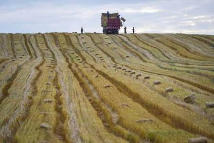 . In the run-up to the 2008 world food price crisis, many development practitioners, government officials, and economists doubted whether agriculture could still play this role, especially in Africa. (Representative image: Reuters)