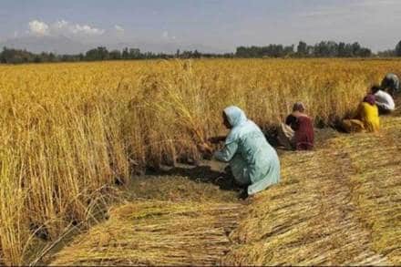 maharashtra, crops, farmers