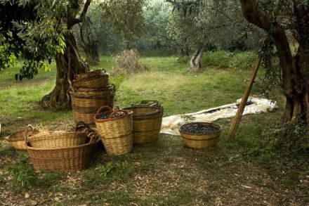 Experience the Greece countryside with olive harvesting season Experience the Greece countryside with olive harvesting season