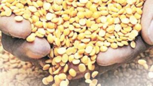 Cheaper pulses for 12 months! Modi government to spend this much on mid-day meal, PDS distribution