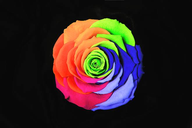 rose, rose industry